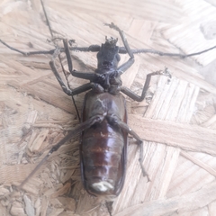 Aegosoma scabricorne