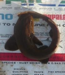 Haploblepharus fuscus