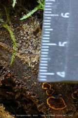 Eriopezia caesia