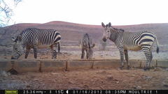Equus zebra hartmannae