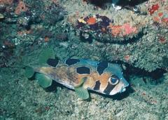 Diodon liturosus