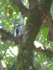 Dendrocopos major canariensis