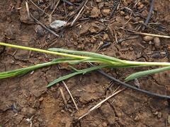 Euryops laxus