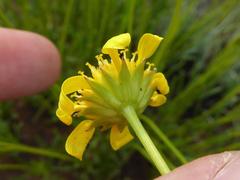 Euryops laxus