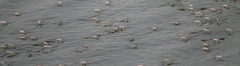 Aquarius adelaidis