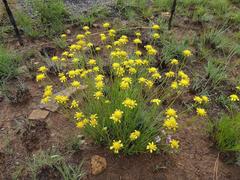 Euryops laxus