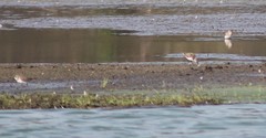Calidris minuta
