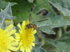 Chrysotoxum triarcuatum
