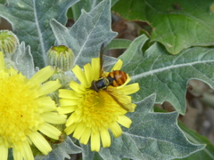 Chrysotoxum triarcuatum