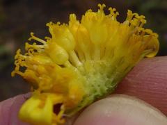 Euryops laxus
