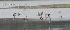 Calidris minuta
