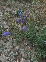 Dracocephalum peregrinum