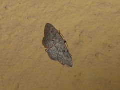 Scopula guancharia