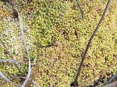 Sphagnum compactum
