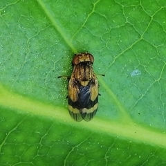 Marbenia