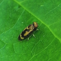Marbenia
