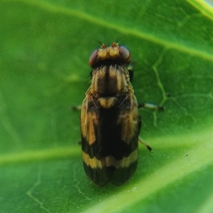 Marbenia