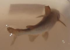 Black Sea Catfish photo 3