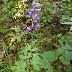 Delphinium exaltatum