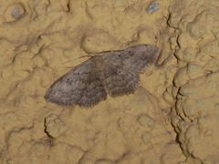 Scopula guancharia
