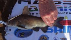 Black Sea Catfish photo 5