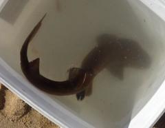 Haploblepharus fuscus