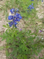 Lupinus subcarnosus
