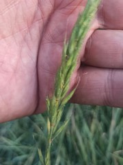Elymus dahuricus