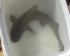 Triakis megalopterus