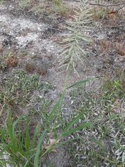Leptochloa panicoides
