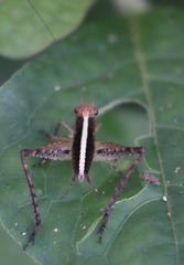 Eneoptera surinamensis image