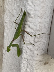 Hierodula patellifera patellifera