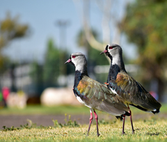 Vanellus chilensis chilensis