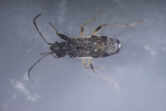Ligyrocoris diffusus