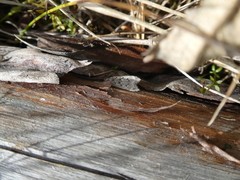 Anacampsis populella