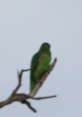 Psittaculidae