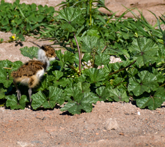 Vanellus chilensis chilensis