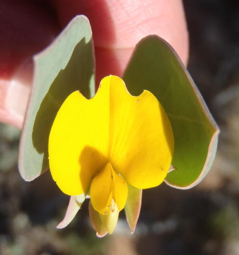 Wing Widowpea (Rafnia alata)
