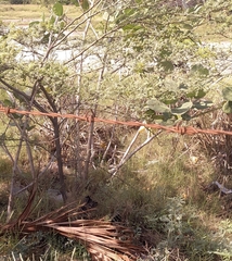 Campylorhynchus nuchalis