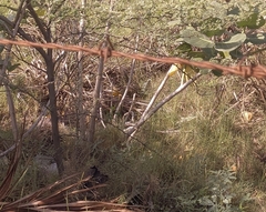 Campylorhynchus nuchalis