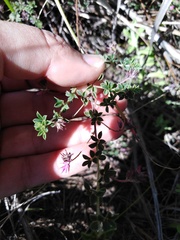 Indigofera alopecuroides