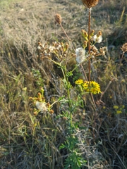 Jacobaea grandidentata