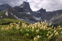 Hedysarum sulphurescens