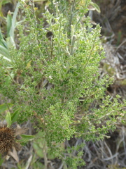 Genista canariensis image