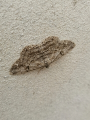 Peribatodes rhomboidaria