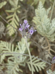 Lavandula buchii image