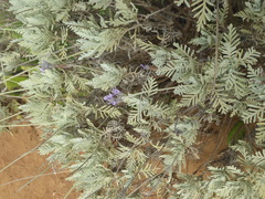 Lavandula buchii image