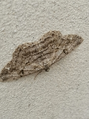 Peribatodes rhomboidaria