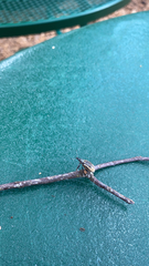 Diaprepes abbreviatus image
