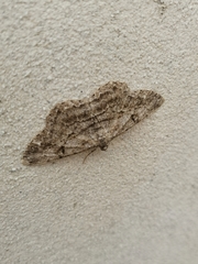 Peribatodes rhomboidaria